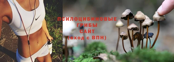 прущие грибы Абинск
